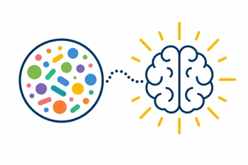 Learn why a diverse gut microbiome prevents the afternoon crash that sabotages focus and decision-making.